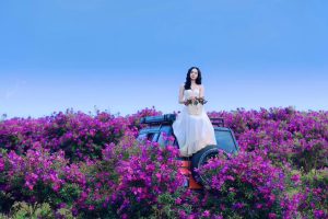 đồi hoa sim tím Vân Hồ Mộc Châu